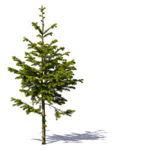 small spruce