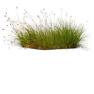 tuft of grass