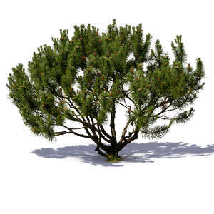 small mountain pine