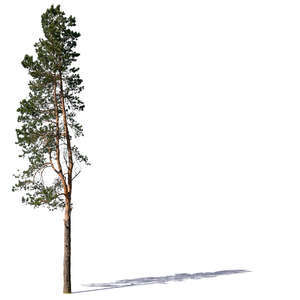medium size regular pine