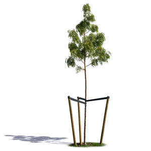 small willow tree with crate