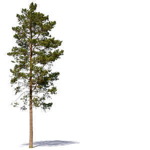 tall pine tree in sunlight