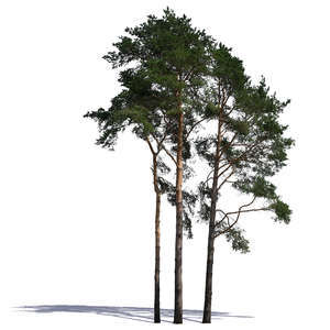 group of tall pine trees