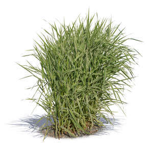 thick tuft of grass