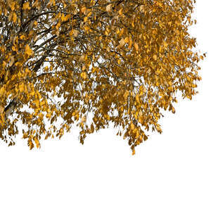 branch of a tree with golden fall leaves