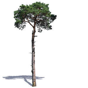 tall pine tree in sunlight