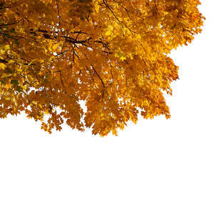 branch of a maple tree with yellow leaves