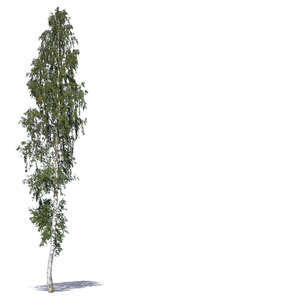 tall birch in summertime