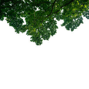 branch of an oak tree