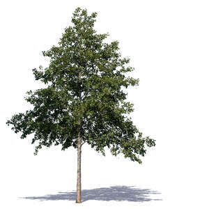 medium size linden tree