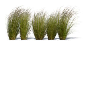 cut out row of ornamental grass tufts in sunlight