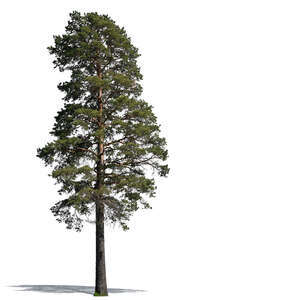 cut out tall pine tree