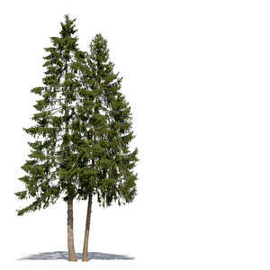 cut out two tall spruces