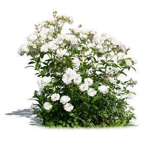 cut out blooming rose bush with white blossoms