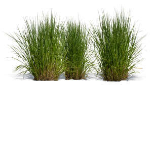 three cut out ornamental grass tufts