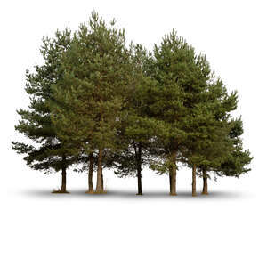 cut out group of small pine trees