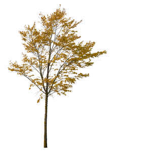 small autumn tree