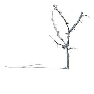 cut out small bare tree with snow in winter