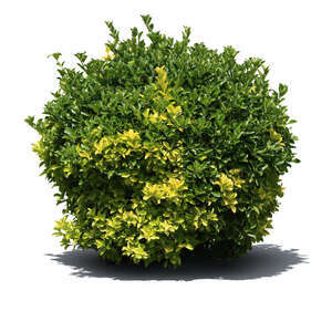 round green bush