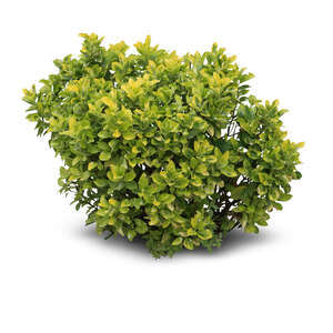 cut out small light green bush