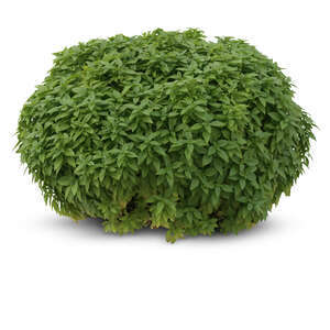 cut out round green bush