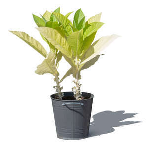 cut out potted plant with big light green leaves