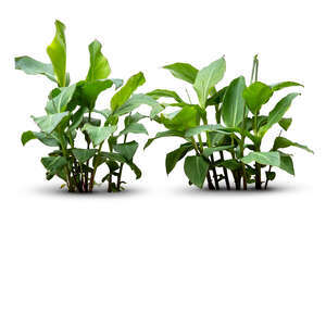 two cut out small leafy plants