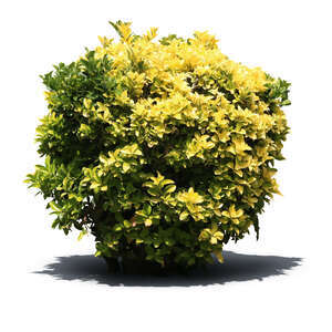 cut out round bush with green and yellow leaves