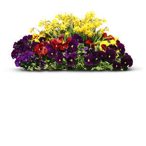 flowerbed with pansies and daffodils