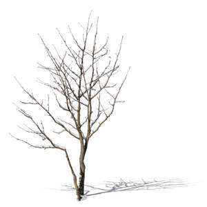 cut out small bare tree covered with snow