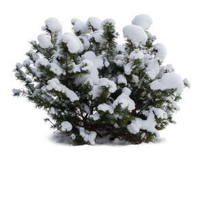 cut out evergreen bush covered with snow