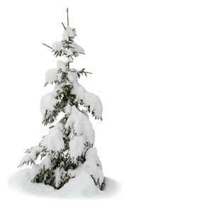 cut out little snow covered spruce