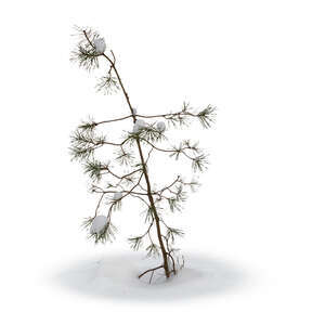 cut out small pine tree in winter