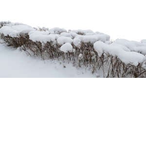 cut out hedge in winter covered with snow