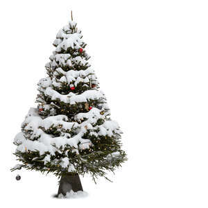 spruce in winter covered with snow and decorations like christmas tree