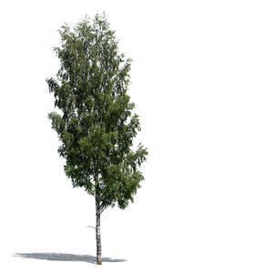 cut out betula pendula or birch