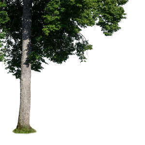 cut out trunk of a linden tree in summer