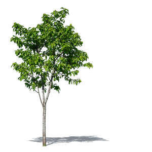 cut out small deciduous tree in sunlight