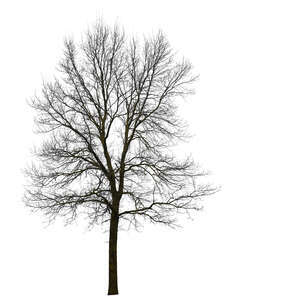 cut out bare leafless tree
