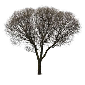 cut out leafless tree with thick crown