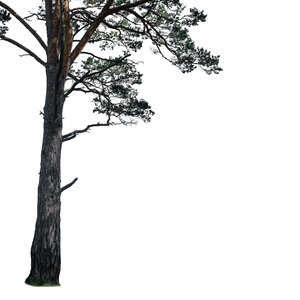 foreground trunk of a pine tree