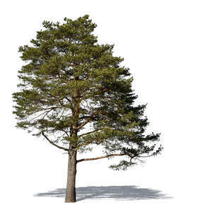 cut out big pine tree