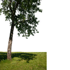 trunk and lower branches of a deciduous tree