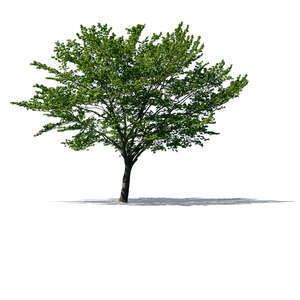 sidelit medium size tree