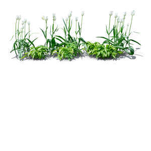 cut out flowerbed with white tulips