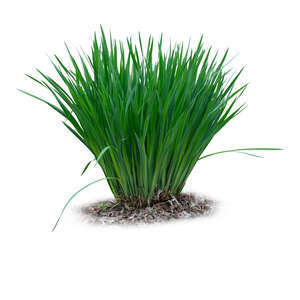 cut otu tuft of green grass