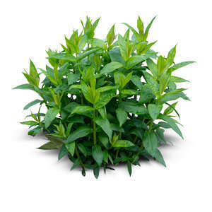 cut out small green plant