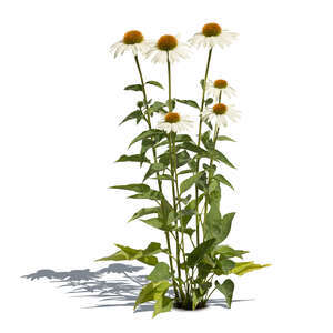 cut out blooming white coneflower from the species Echinacea