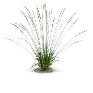 cut out ornamental grass Molinia caerulea