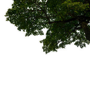 cut out branch of a maple tree